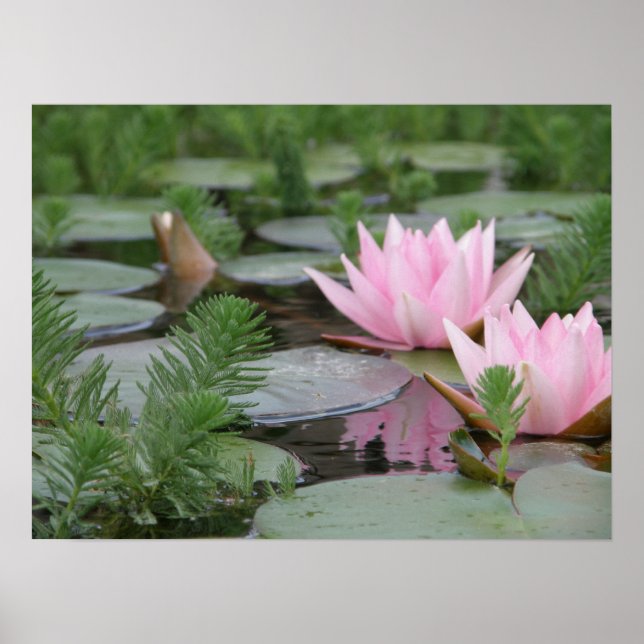 Póster Flor de Lotus/Waterlily (Frente)