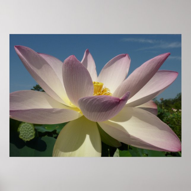 Póster Flor de Lotus y cielo azul I (Frente)