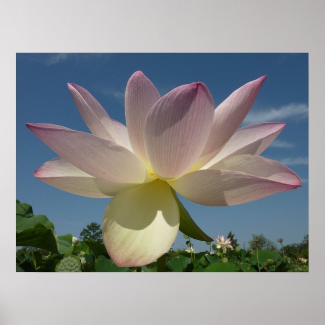 Póster Flor de Lotus y cielo azul II (Frente)