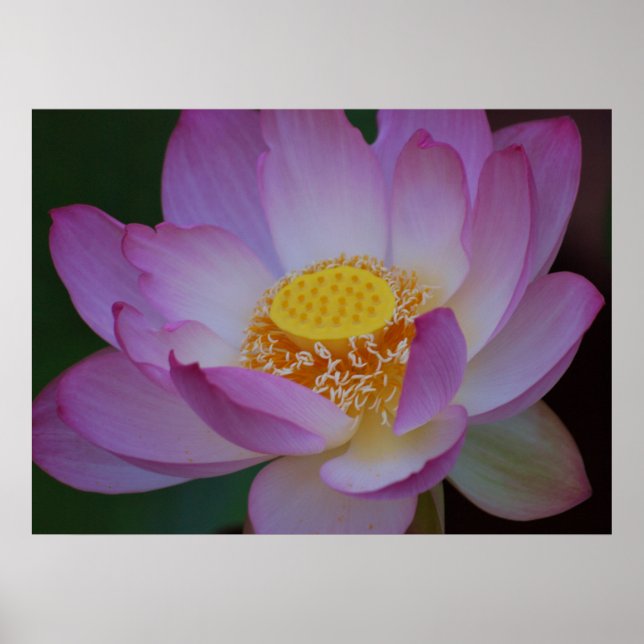 Póster Flor de Lotus y su significado (Frente)
