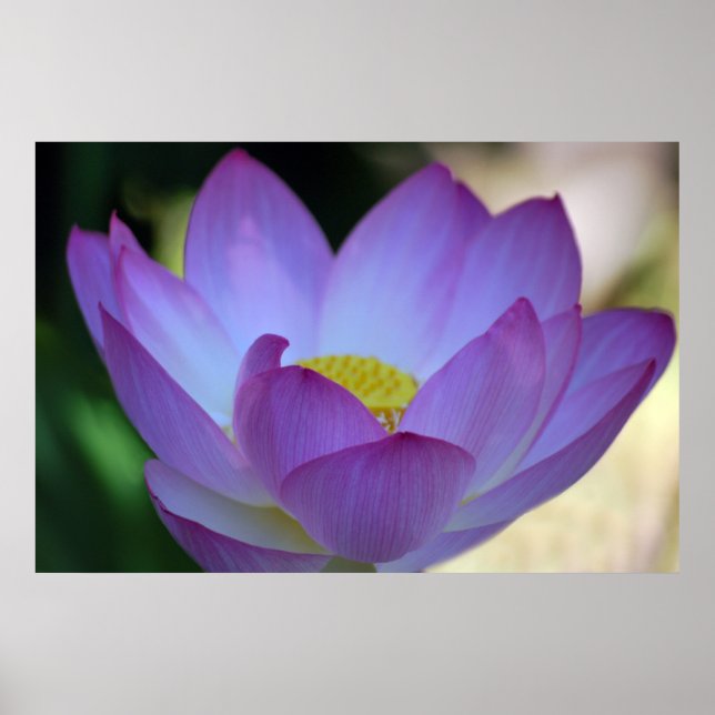 Póster Flor de Lotus y su significado (Frente)