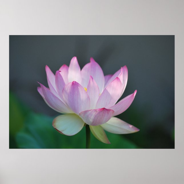 Póster Flor de Lotus y su significado (Frente)
