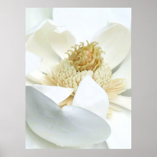 Póster Flor de Magnolia                       