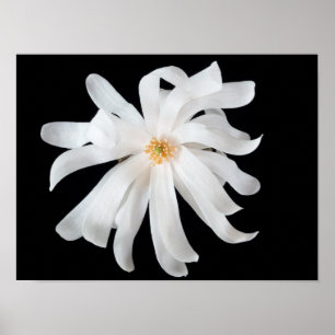 Póster Flor de Magnolia