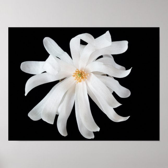 Póster Flor de Magnolia (Frente)