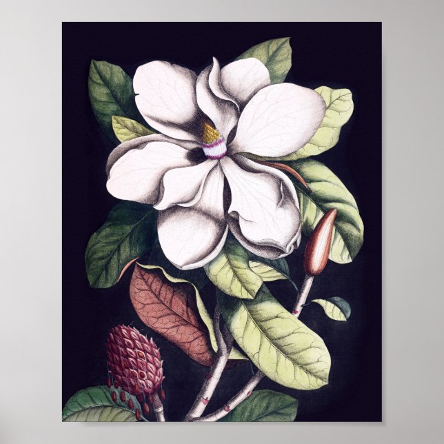 Póster Flor de Magnolia (Frente)