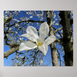 Póster Flor de magnolia blanca en el árbol