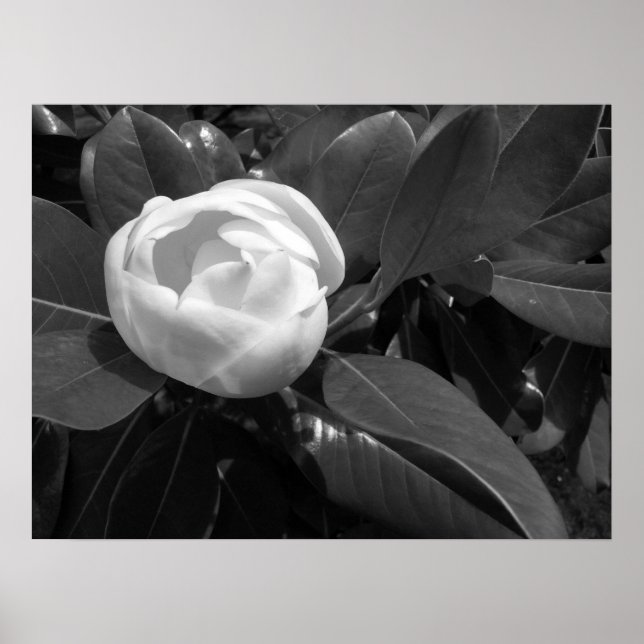 Póster Flor de magnolia en blanco y negro (Frente)