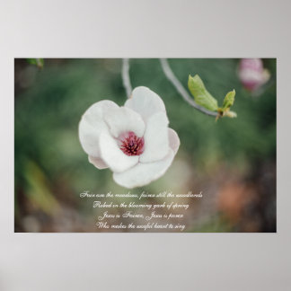 Póster Flor de magnolia japonesa blanca con himno antiguo