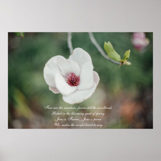Póster Flor de magnolia japonesa blanca con himno antiguo (Frente)