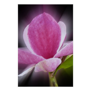 Póster flor de magnolia rosa