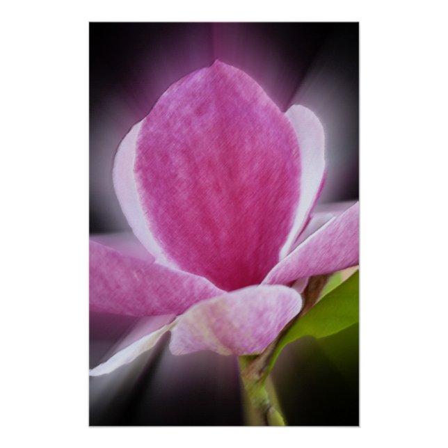 Póster flor de magnolia rosa (Anverso)