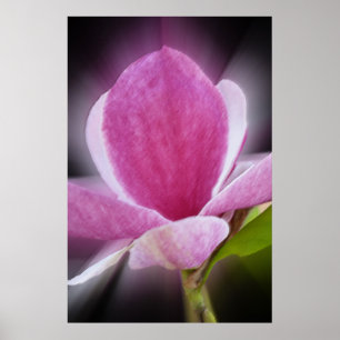 Póster flor de magnolia rosa