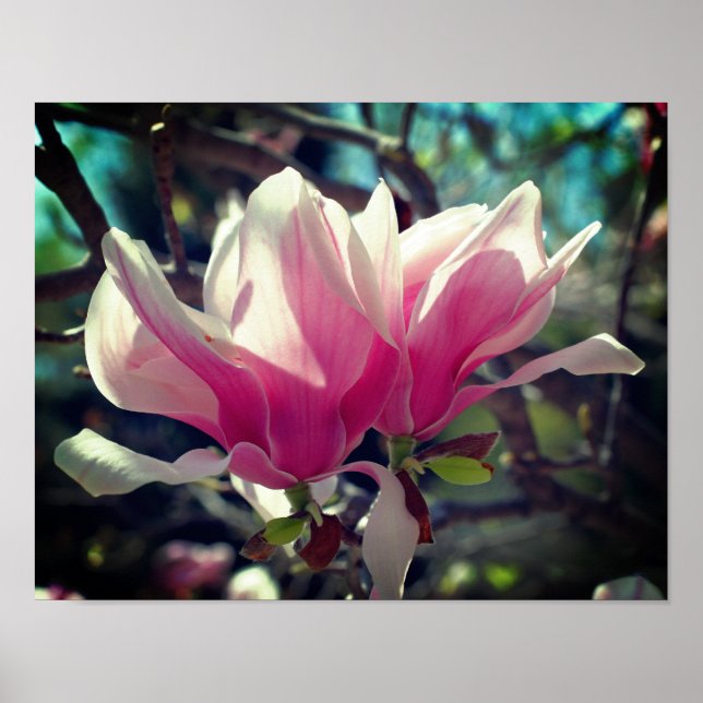 Póster Flor de Magnolia rosa se acerca (Frente)