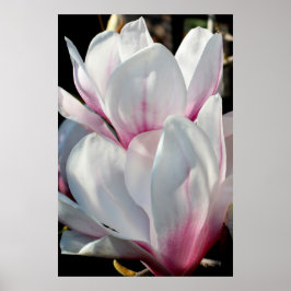 Póster Flor de magnolia única