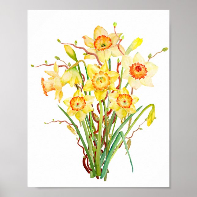 Póster Flor de manantial acuarela daffodil (Frente)