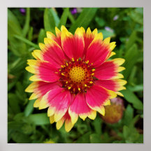 Flor de manta