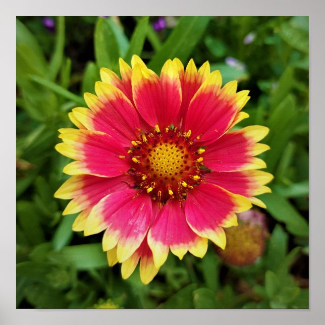 Póster Flor de manta (Frente)