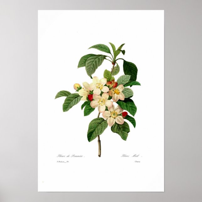 Póster Flor de manzana (Frente)