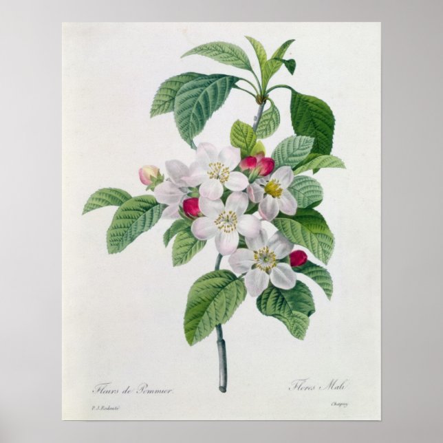 Póster Flor de manzana, de 'Les Choix des Plus Belles' (Frente)