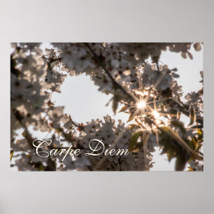 Póster Flor de manzano brillante personal Carpe Diem