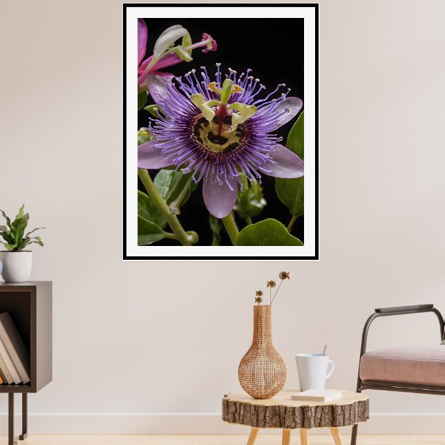 Póster Flor de Maracuyá Morado, (Salón 3)