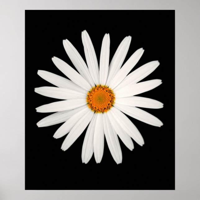 Póster Flor de margarita (Frente)
