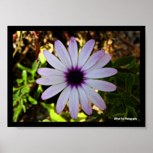 Póster Flor de Margarita africana blanca
