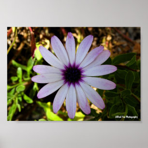 Póster Flor de Margarita africana blanca