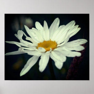 Póster Flor de margarita blanca