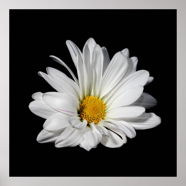 Póster Flor de margarita blanca elegante (Frente)