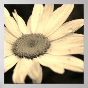 Póster Flor de margarita con gotas de lluvia Sepia