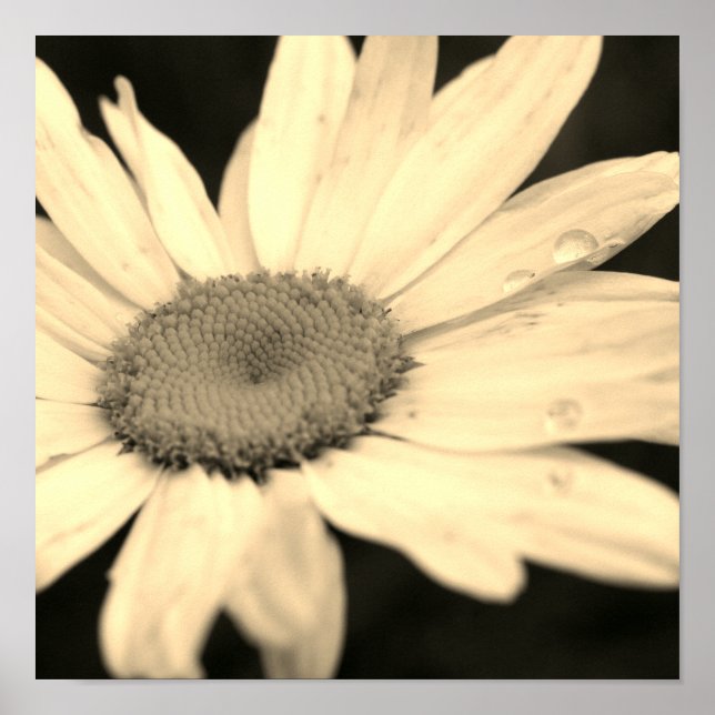 Póster Flor de margarita con gotas de lluvia Sepia (Frente)