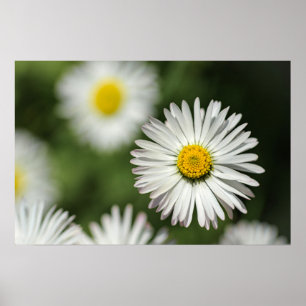 Póster Flor de Margarita en Flor