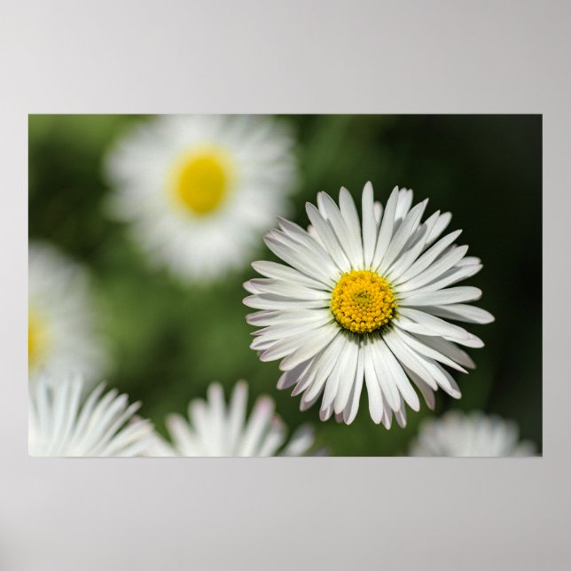 Póster Flor de Margarita en Flor (Frente)