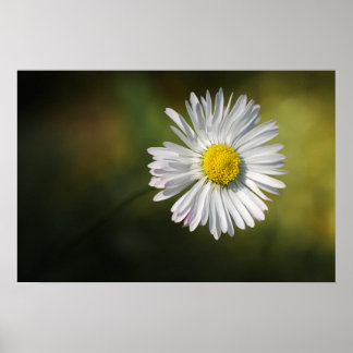 Póster Flor de Margarita Floral Fotografía de la N