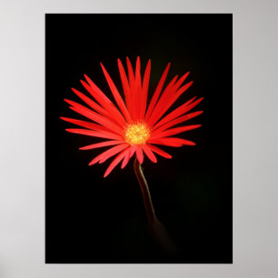 Póster Flor de margarita roja