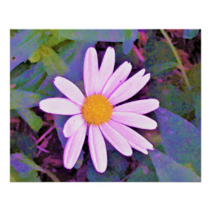 Póster Flor de margarita rosa
