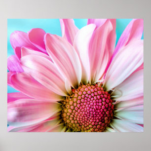 Póster Flor de margarita rosa