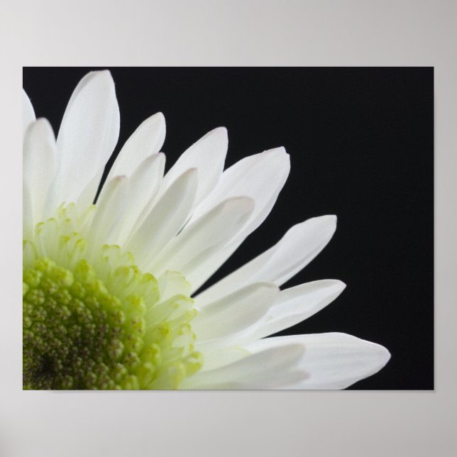 Póster Flor de margarita sobre negro (Frente)