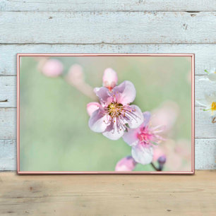 Póster Flor de melocotón, en directo de Springtime Graden