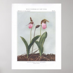 Póster Flor de mocasín; Señora-Deslizador sin pie