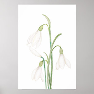 Póster flor de nevada angélica acuarela