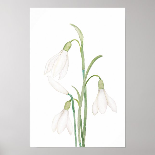 Póster flor de nevada angélica acuarela (Frente)