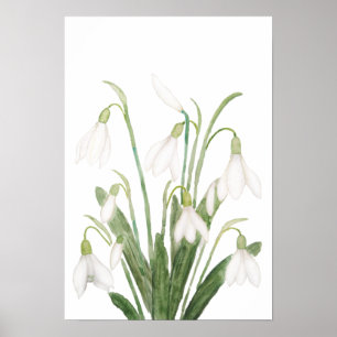 Póster flor de nevado blanco acuarela botánica dolina