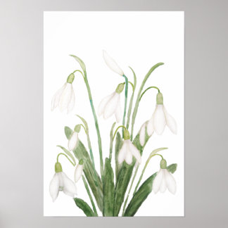 Póster flor de nevado blanco acuarela botánica dolina