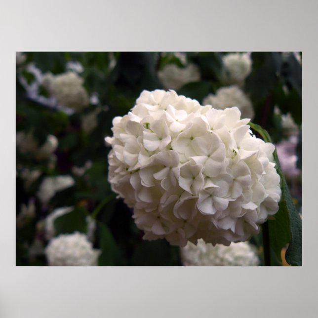 Póster Flor de novia (Frente)