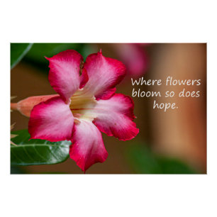 Póster Flor de Obesum Adenium rosa (también conocida como