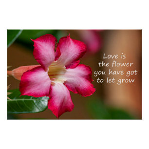 Póster Flor de Obesum Adenium rosa (también conocida como