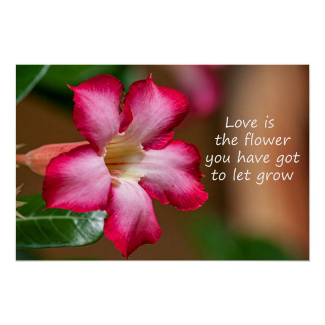 Póster Flor de Obesum Adenium rosa (también conocida como (Anverso)